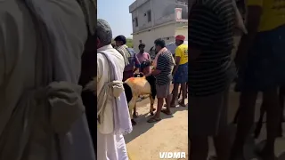 Peddamma Talli Jatara🙏Village॥Haritha vlogs..