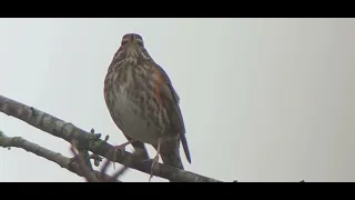 Filmpje 3 van een koperwiek in boom aan de Kleine Hooibeekvijver.Donderdag 25/01/2024.