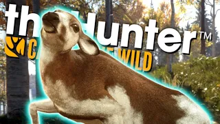 PIEBALD WHITETAIL DOWN! | theHunter: Call of the Wild