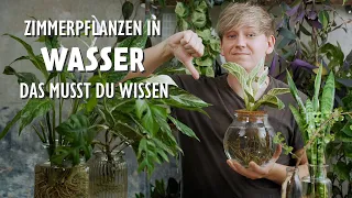 Zimmerpflanzen in Wasser halten: Darum rate ich dir von diesem Trend ab 😱