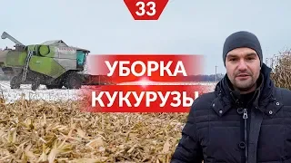 Поздняя уборка кукурузы под снегом. Советы Алексея Васильченко