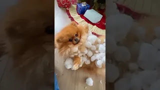Ce chien s’éclate dans la neige mais fini par en avoir partout 😅😂 !