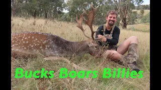 Bucks, Boars and Billies (Hunting Central NSW )