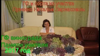 Памяти учителю- виноград очень раннего срока созревания (Пузенко Наталья Лариасовна)