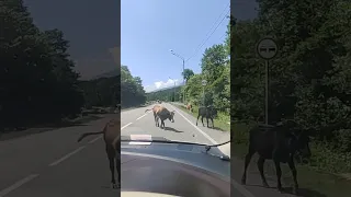 Коровы на трассе в Абхазии