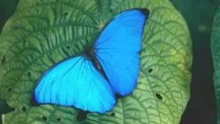 Paul Mauriat - Butterfly