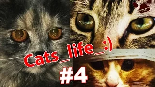 Cats_life_:) #4 Funny cute cat videos