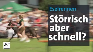 Eselrennen - Störrisch aber trotzdem schnell? | Abendschau | BR24