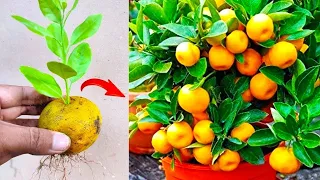 Special skills! Growing a oranges tree from orange fruit in pot