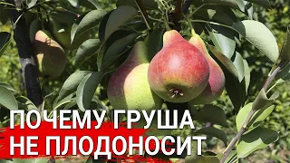 Почему груша не плодоносит