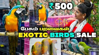 BIRDS SALE ரூ.500 முதல் Tamed And Talking Birds For Sale | Sun Conure,Cockatiel, African Love Birds