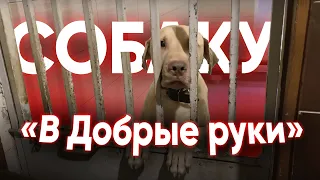 Человек собаке друг