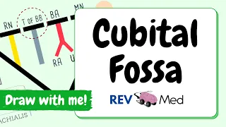 Cubital Fossa: Anatomy animated in under 3 mins! (with Mnemonics)