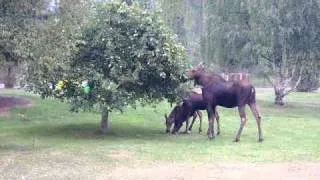 mom moose and twin calves eating apples from tree