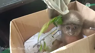 Cute Baby Gibons Crying in the box #gibbo #animalrescue #saveanimal #borneo #natgeo