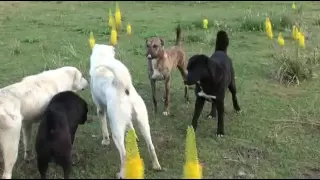 Tajik shepherd dogs in the wild