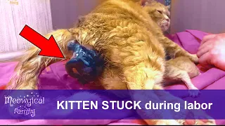 A Kitten is Stuck in a Birth Canal ⚠️ What to Do?