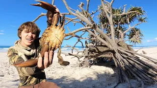 Solo Survival 24 HOURS on ISLAND Primitive HUT Building & MUDCRAB Catch n Cook! (ECHIDNA)