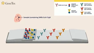 How a Rapid Anti-Virus IgM/IgG Test Works.