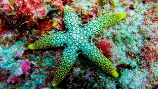 Mergulho na Praia do Tofo - Moçambique / SCUBA Diving in Mozambique - Canon S100