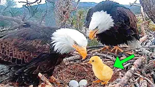 farmer put a chicken egg into an eagle nest. This is how things turned out for the chick.Viral video