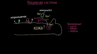 Знакомьтесь с кожей! (видео 1) | Анатомия человека | Биология