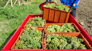 Vinobraní s malotraktorem VARI GLOBAL