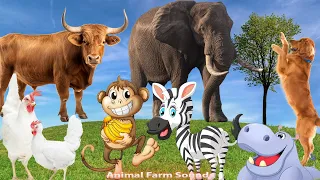 Relax With Familiar Animals: Cat, Dog, Cow, Monkey, Elephant, Chicken - Animal Paradise