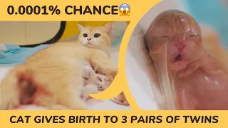 0.0001% Chance, Cat Gives Birth to 3 Sets of Kitten Twins, From a Foster Kitten to a Cat Mom.