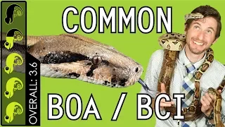 Common Boa (BCI), The Best Pet Snake?