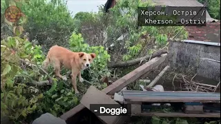 ХЕРСОН | Собака Дінго 6 днів тримався на плаву на Острові на купі будівельного сміття