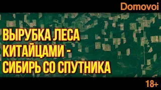 Вырубка лесов. Незаконная вырубка леса китайцами. Вырубка леса со спутника | Domovoi