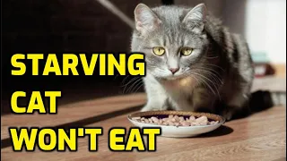 Will Cats Starve Themselves If They Don't Like The Food?