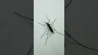 Big Mosquito 👈👈👈