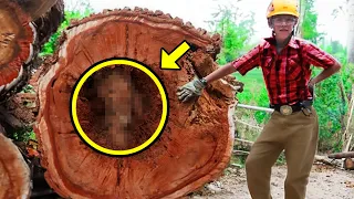 Logger Cuts Down an Old Tree. What He Found Inside The Trunk Is Unbelievable!