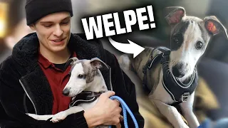 ich habe mir einen hund gekauft 😍🐶 (kein clickbait)