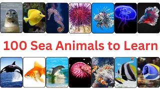 100 Sea Animals for Kids to Learn | Wonders of the Ocean with 100 Sea Animals | Guess Sea Animals