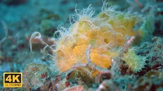 Lembeh Strait: Paradies der Mini Monster (4K DOKU 2017)