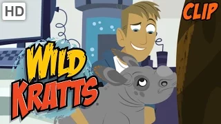 Wild Kratts - Rolling with the Rhinos