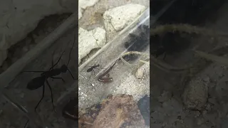 Camponotus rufoglacus feeding