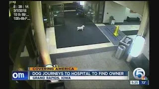 Dog journey's to hospital to find owner