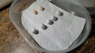 let's candle some cockatiel eggs.  How to candle eggs.
