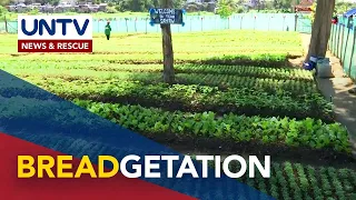 Urban Farming Project ng Quezon City LGU at BRead Society, pinakinabangan na