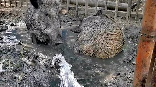 Спасение кабанов от жары. Грязевая ванна и обливание водой