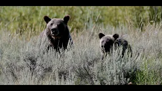 Best of Grizzly 399 and cub spending 12 hours with us. 8K Jackson Hole/Grand Tetons/Yellowstone Park