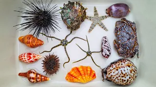 Finding starfish and large hermit crab, snail, conch, seashell, ornamental fish, crab, sea fish