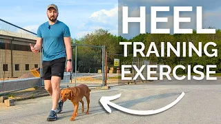 My favourite training exercise for your dog to learn to walk to heel