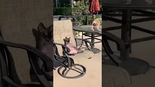 Funny animals 2023😆 - Funniest Cats and Dogs Video🐕🐈 shorts # 17
