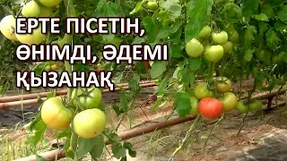 ЕРТЕ ПІСЕТІН, ӨНІМДІ, ӘДЕМІ ҚЫЗҒЫЛТ ҚЫЗАНАҚ