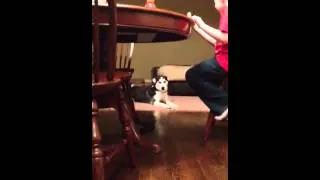 Siberian Husky Howling and child laughing histerically